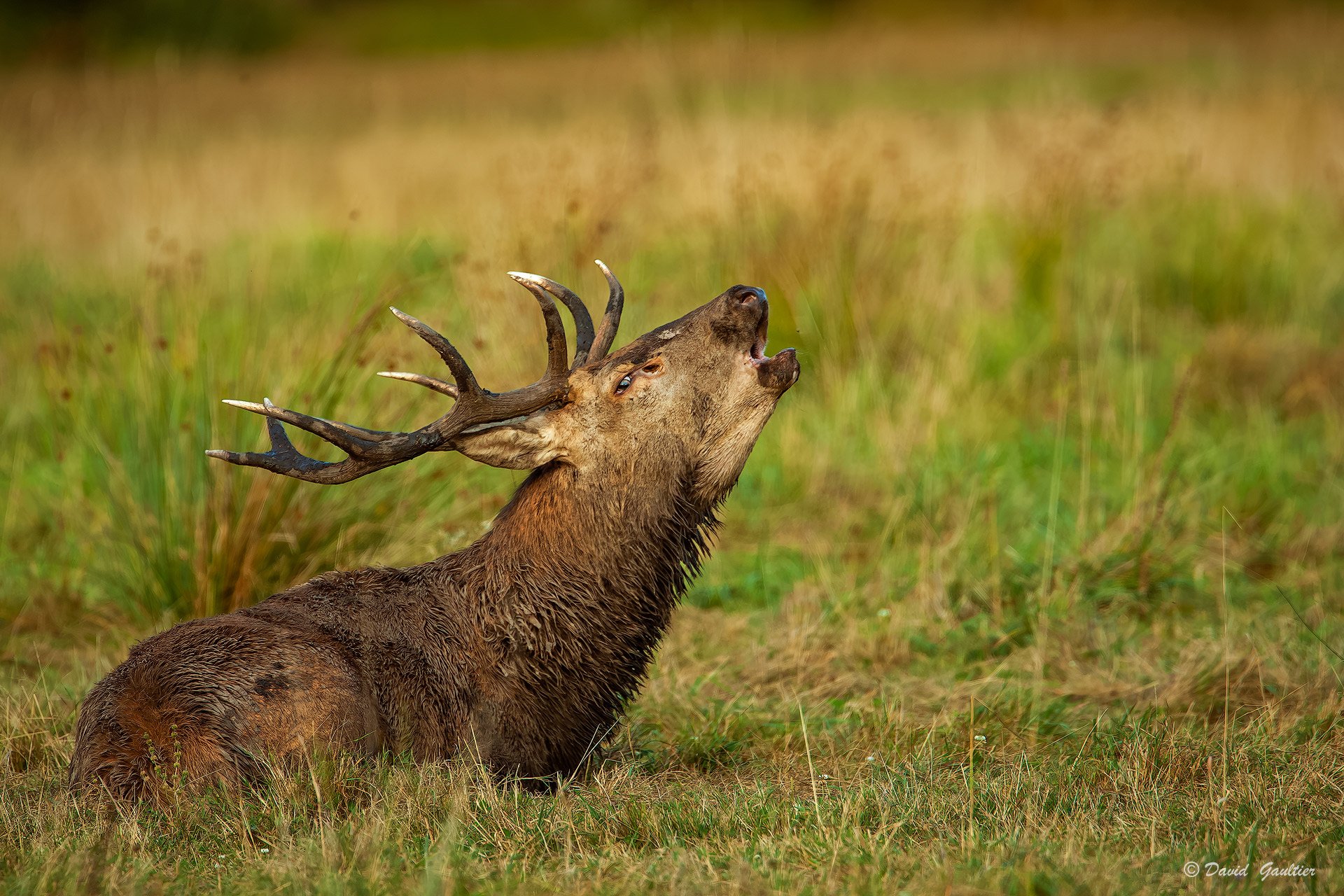 Cerf élaphe couché bramant dans les herbes — Sologne — David Gaultier