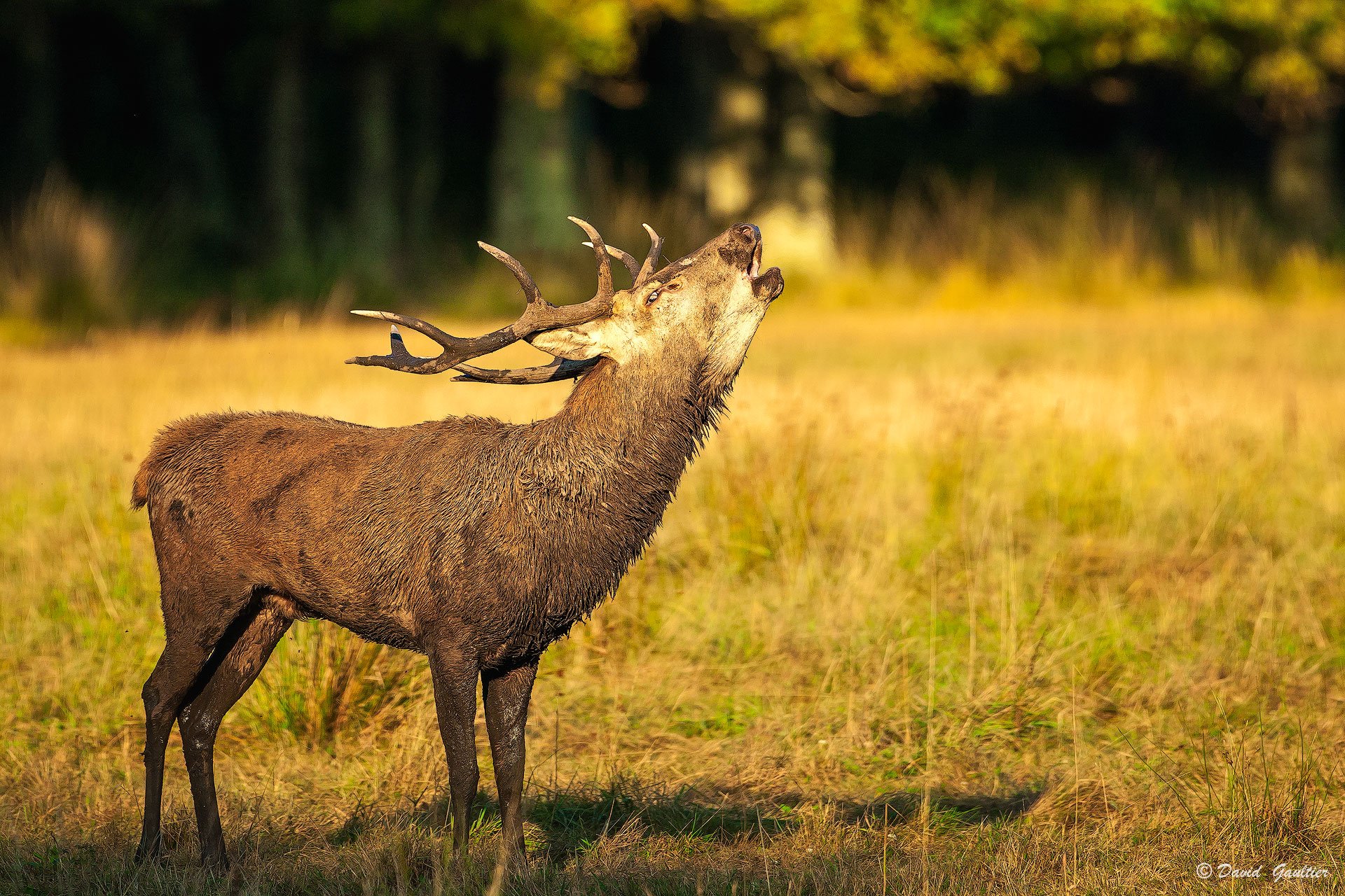 Cerf élaphe bramant, tête levée, dans la lumière dorée — Sologne — David Gaultier