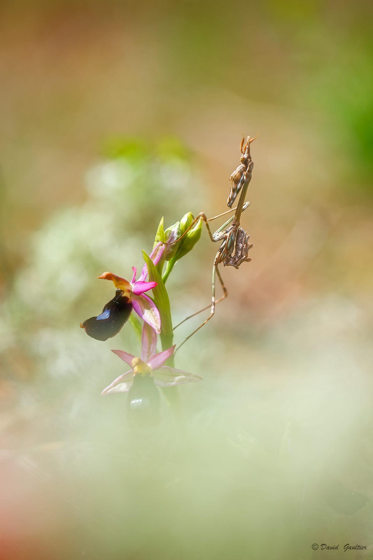 Ophrys, orchidée sauvage de Provence — David Gaultier