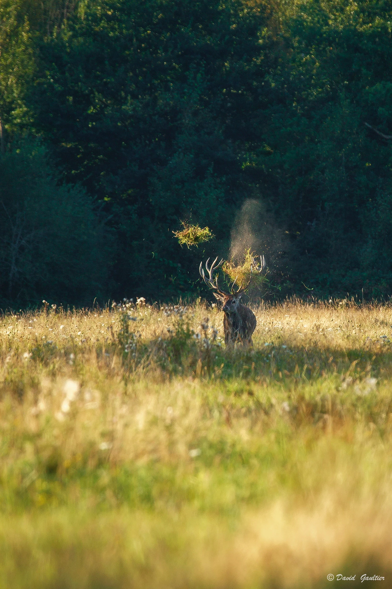 Le Jongleur de Forêt