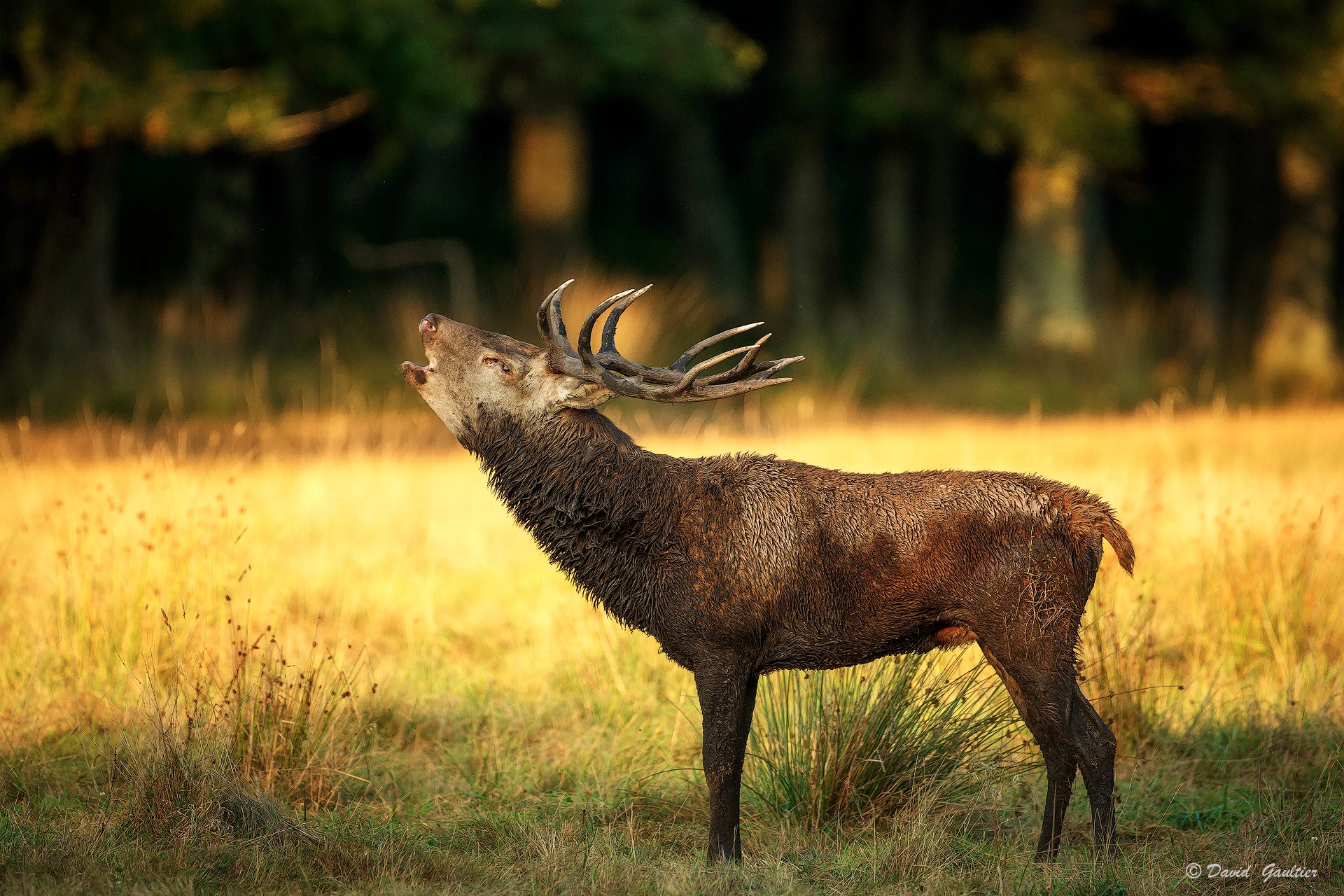 Braise d'Automne