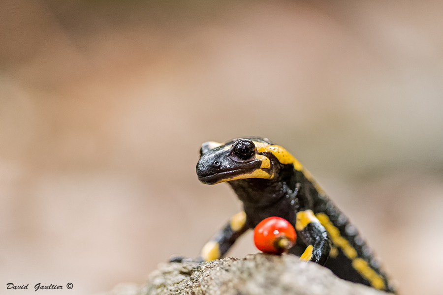 La Salamandre et le Rubis