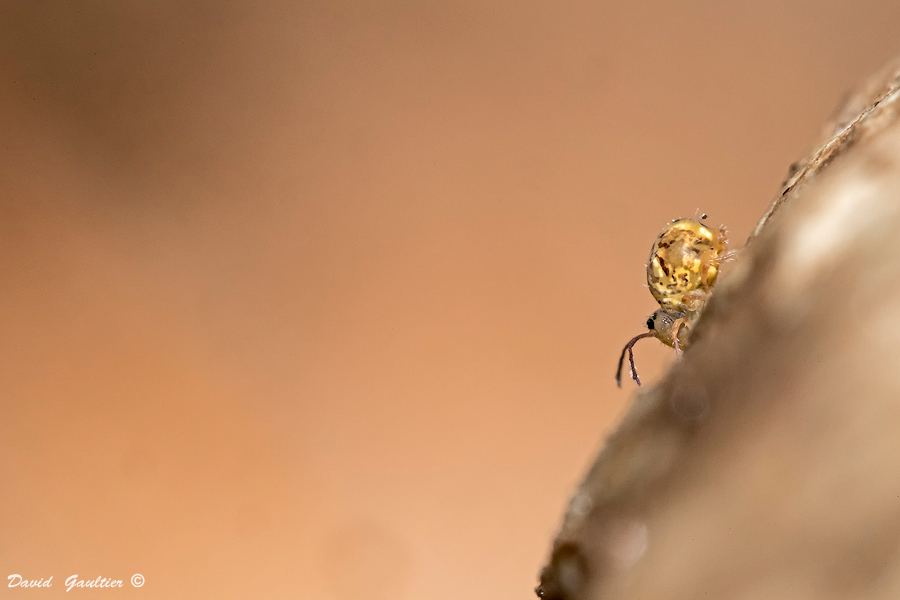 Le Funambule de l'Écorce