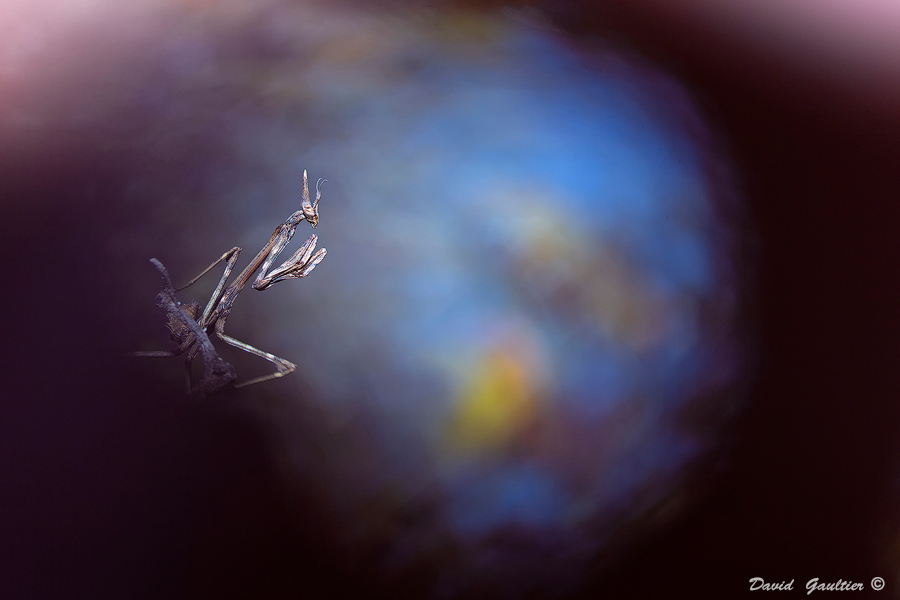 The Blue Planet Project