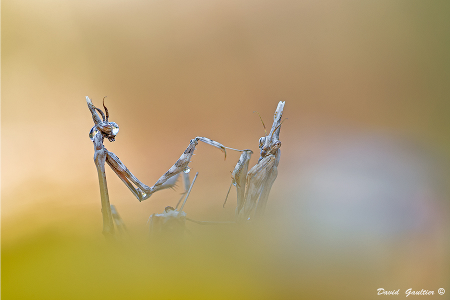 Face à Face