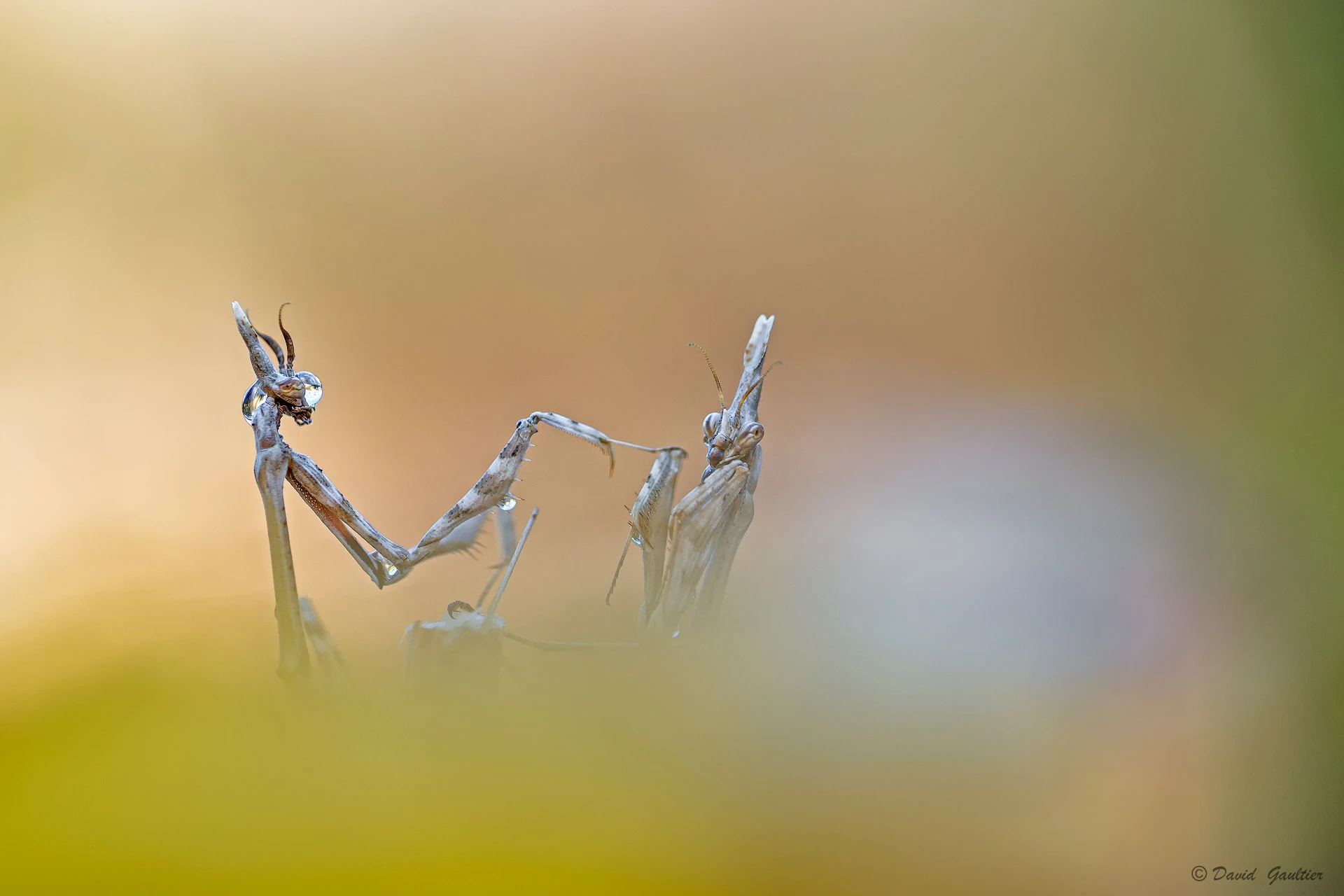 Face à Face