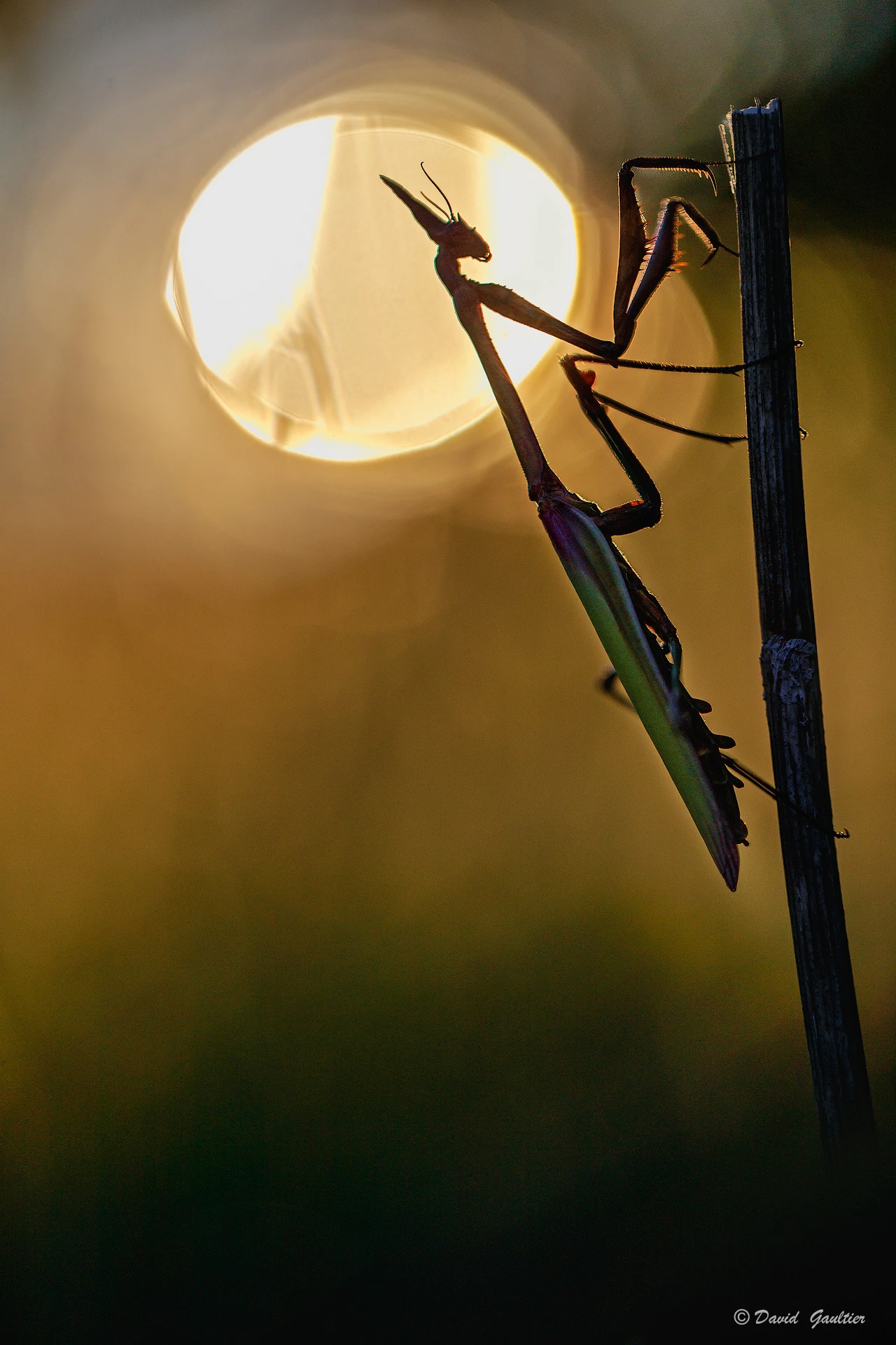 Gardien du Soleil