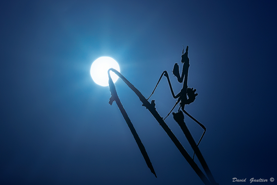 Contre-Jour Lunaire
