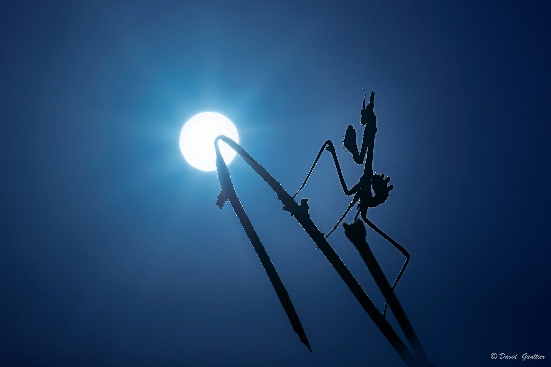 Contre-Jour Lunaire