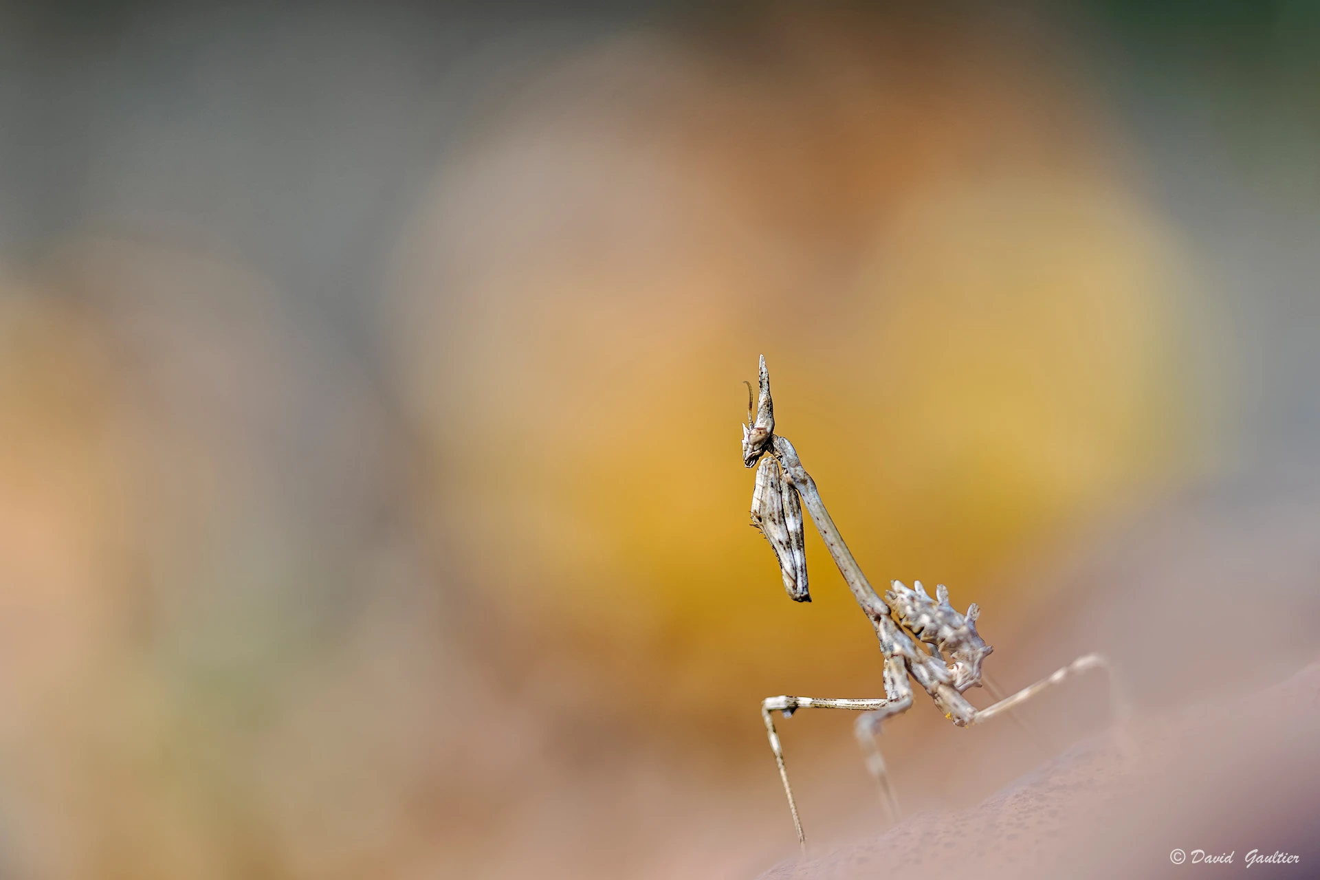 Debout dans l'Automne