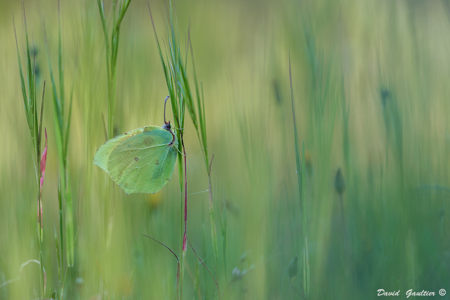 Disparaître dans le Vert