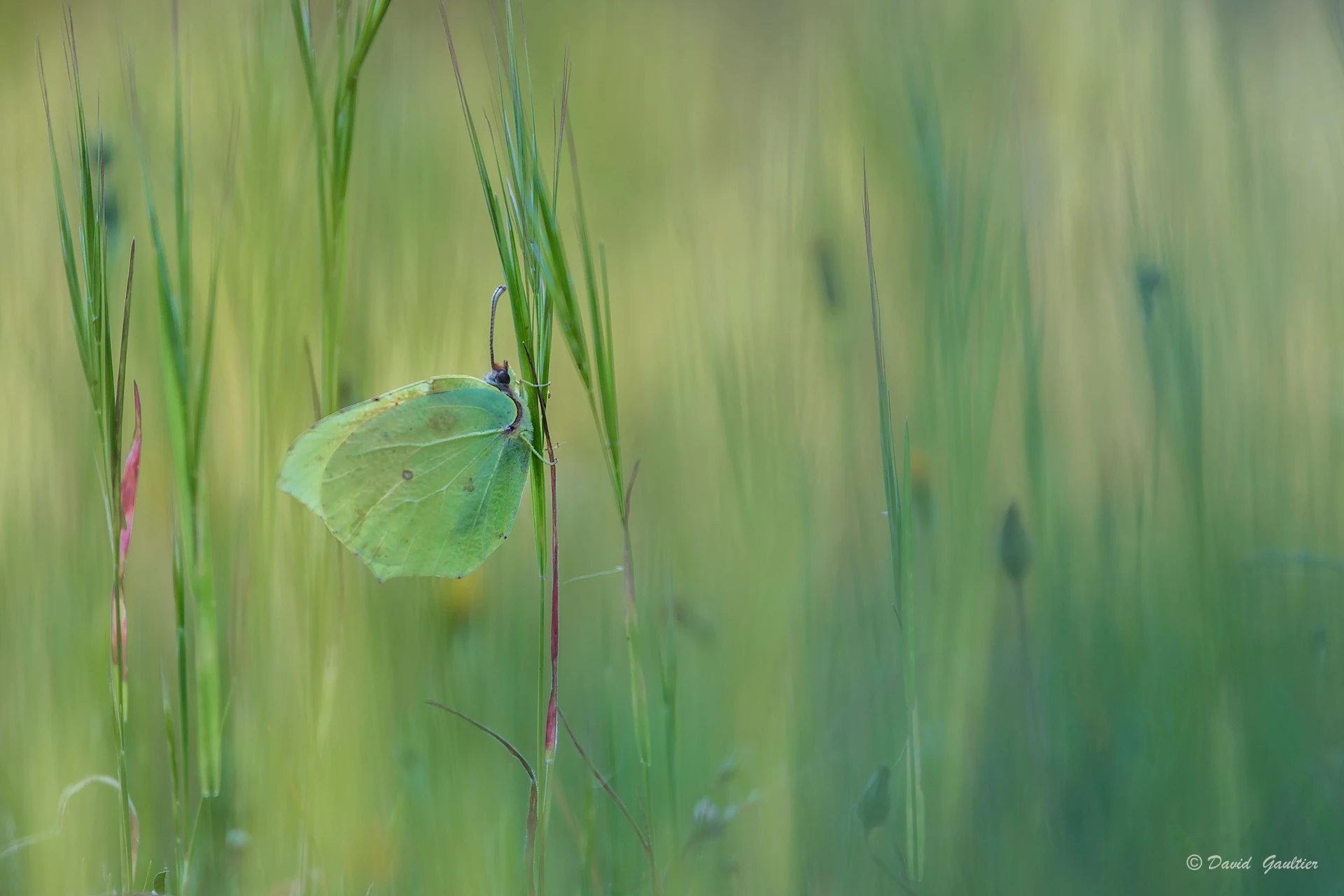 Disparaître dans le Vert