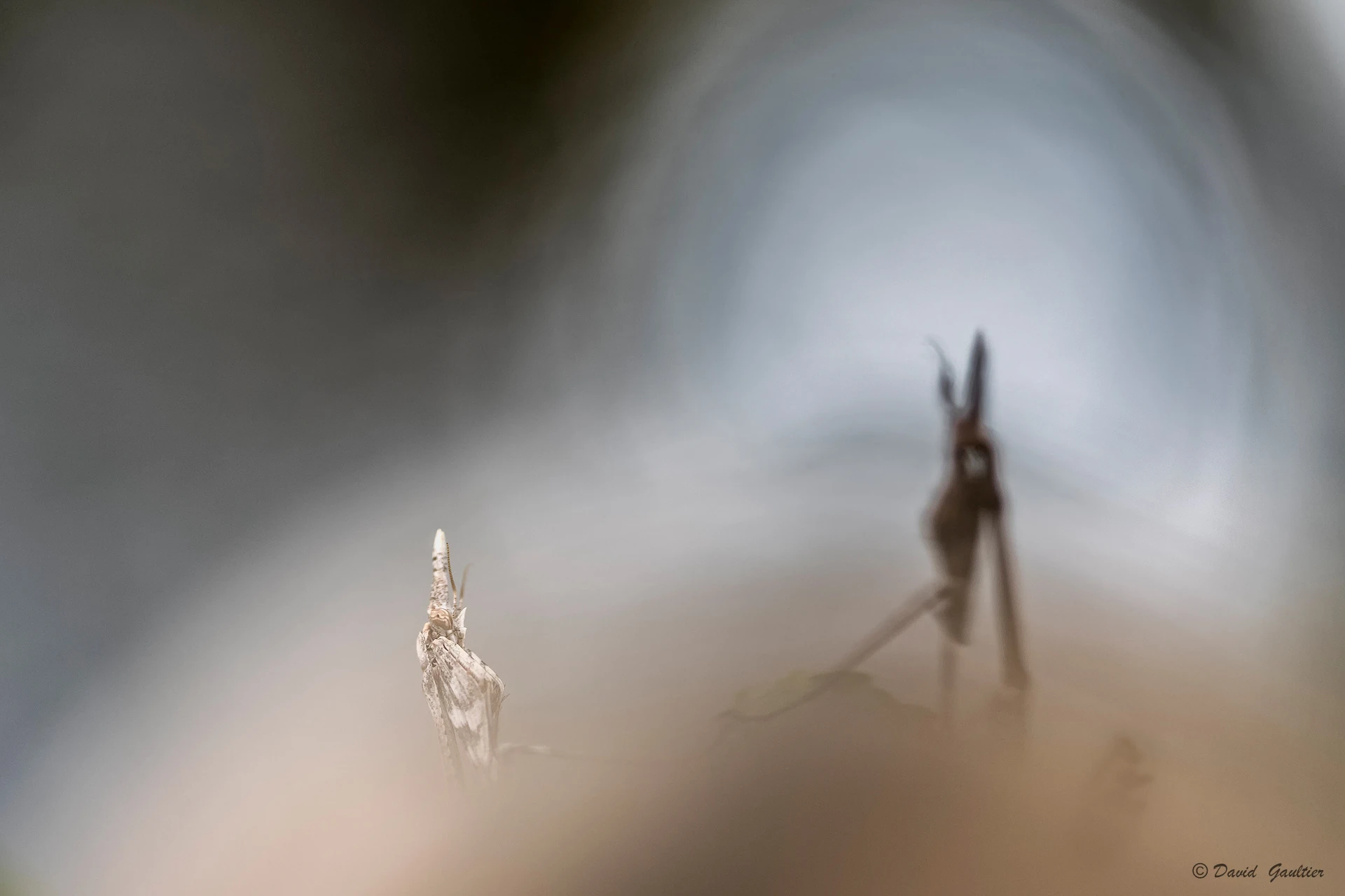 L'Ombre et le Double