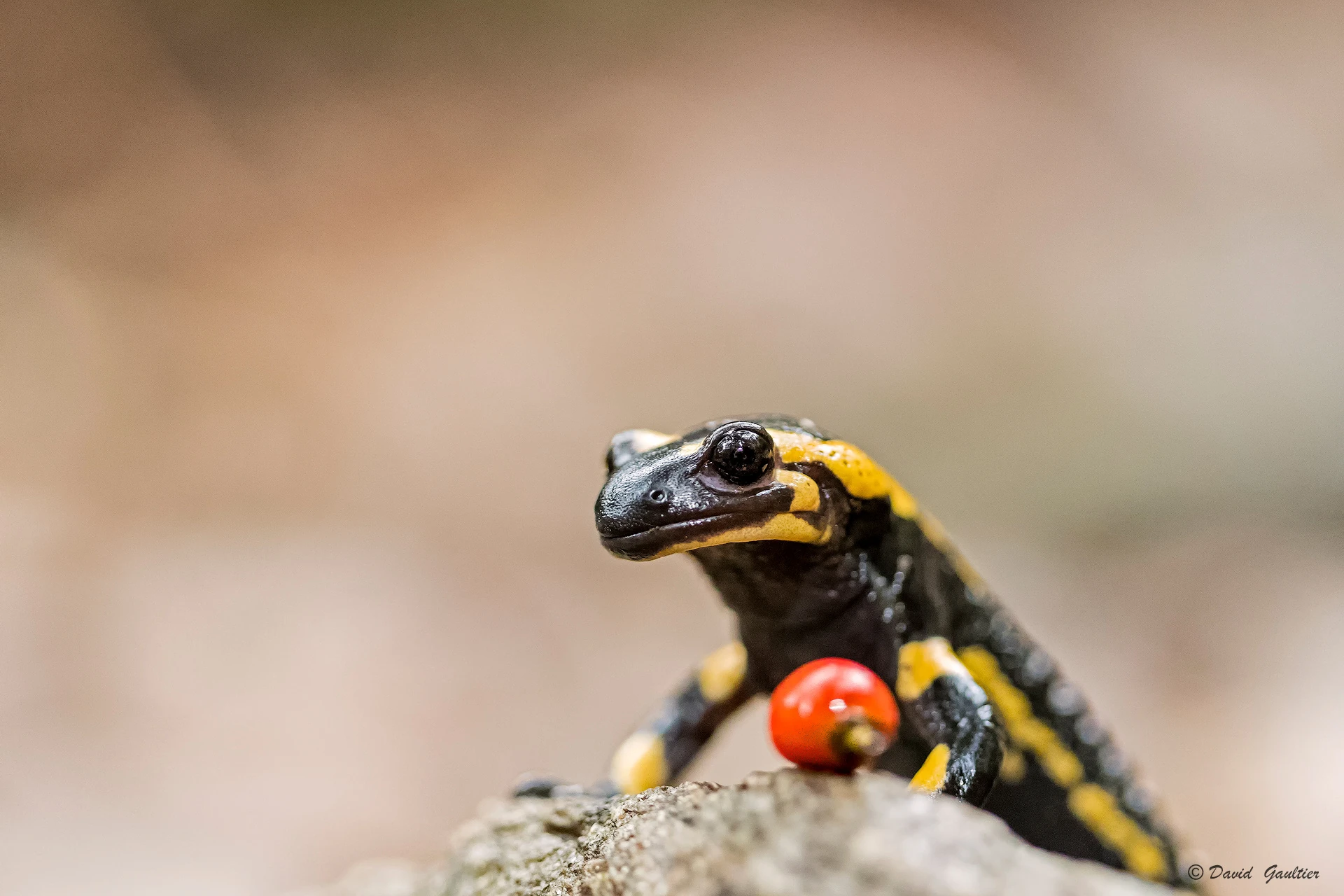 La Salamandre et le Rubis