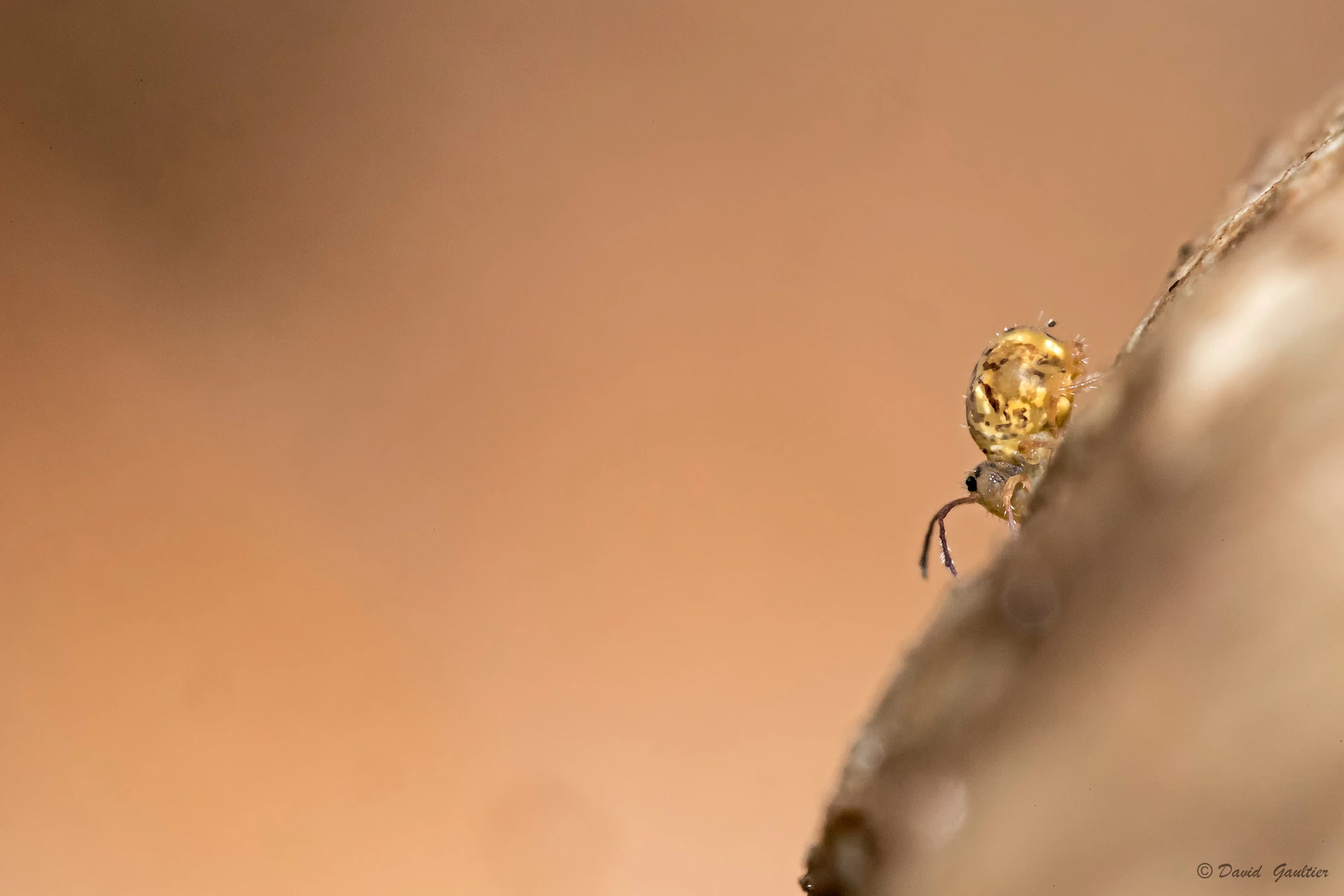 Le Funambule de l'Écorce