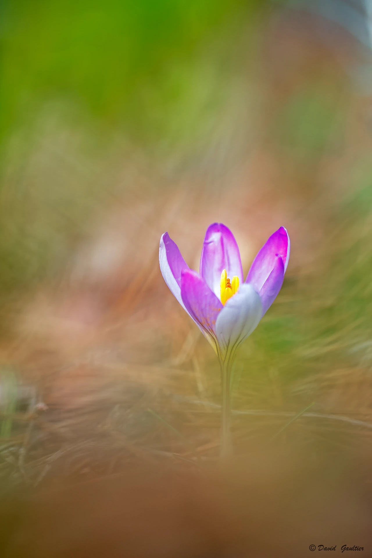 Le Premier Souffle du Printemps