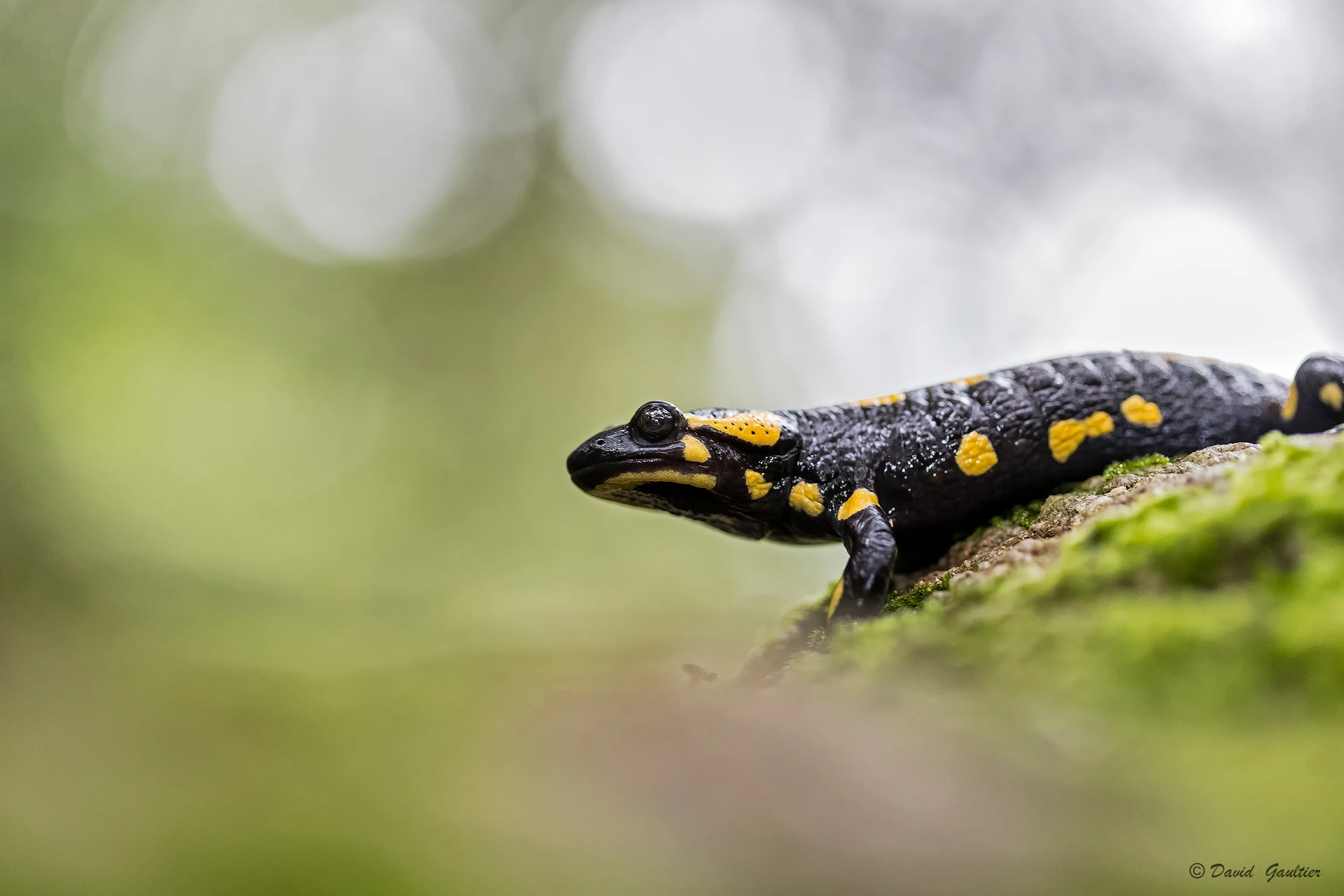 La Salamandre sur Mousse