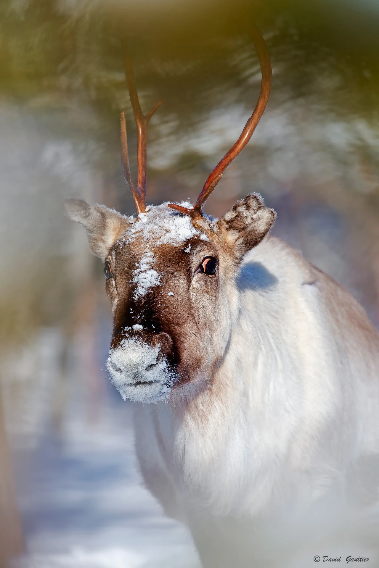 Regard du Grand Nord