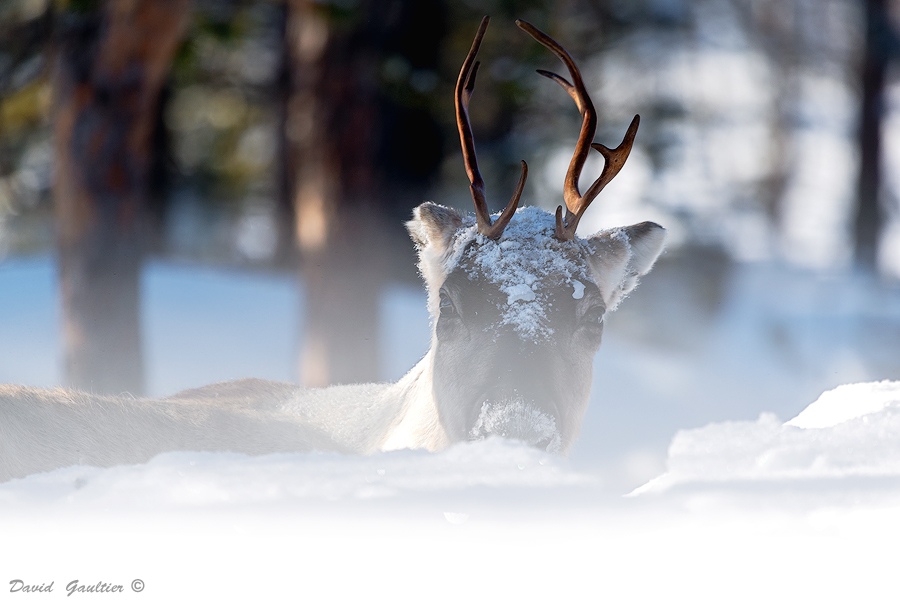 Surgir des Neiges