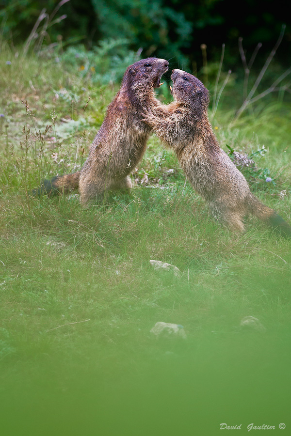 La Danse des Montagnes
