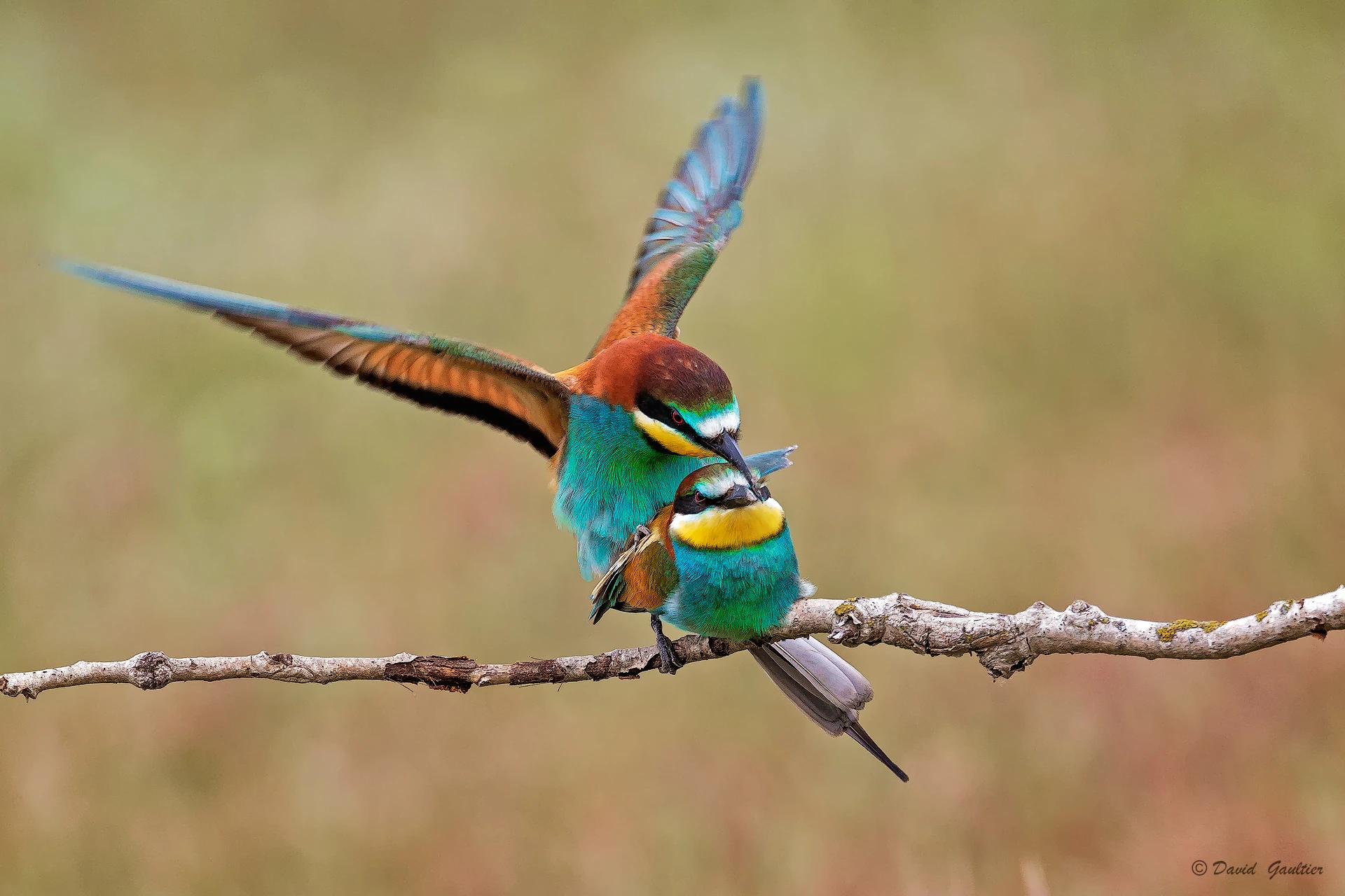 Quand les Ailes se Rejoignent