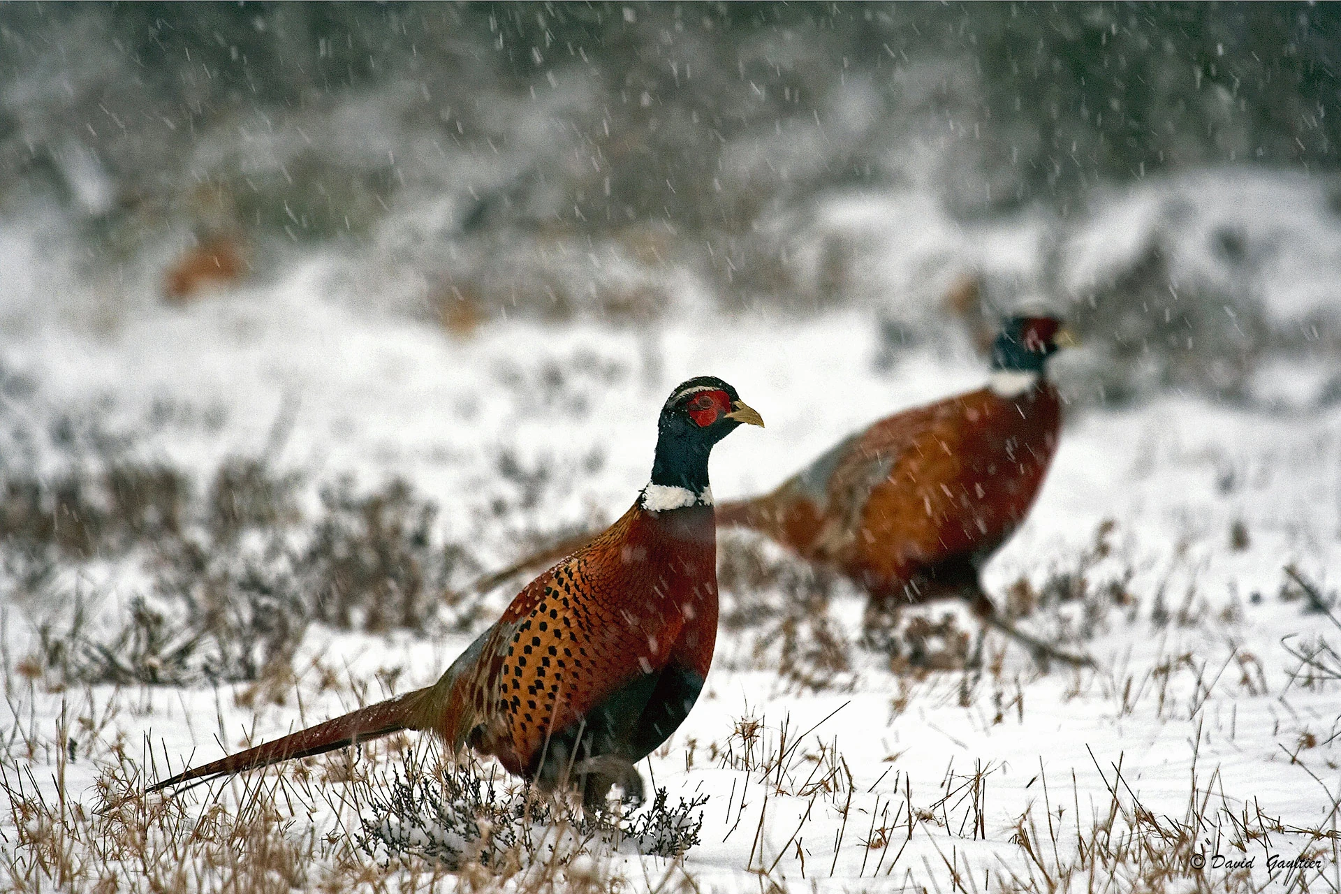 Sous les Flocons de Janvier