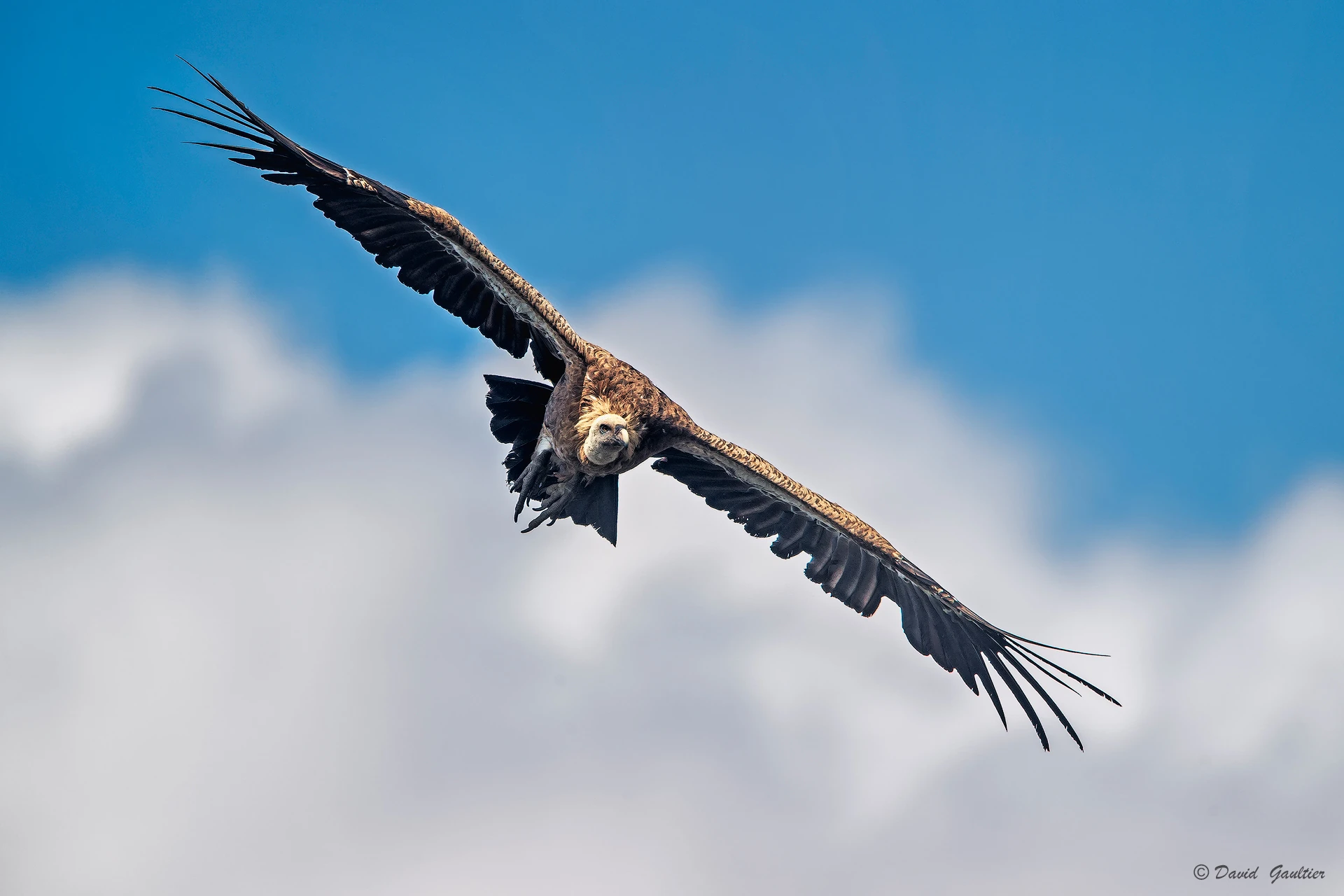 Funambule des Nuages