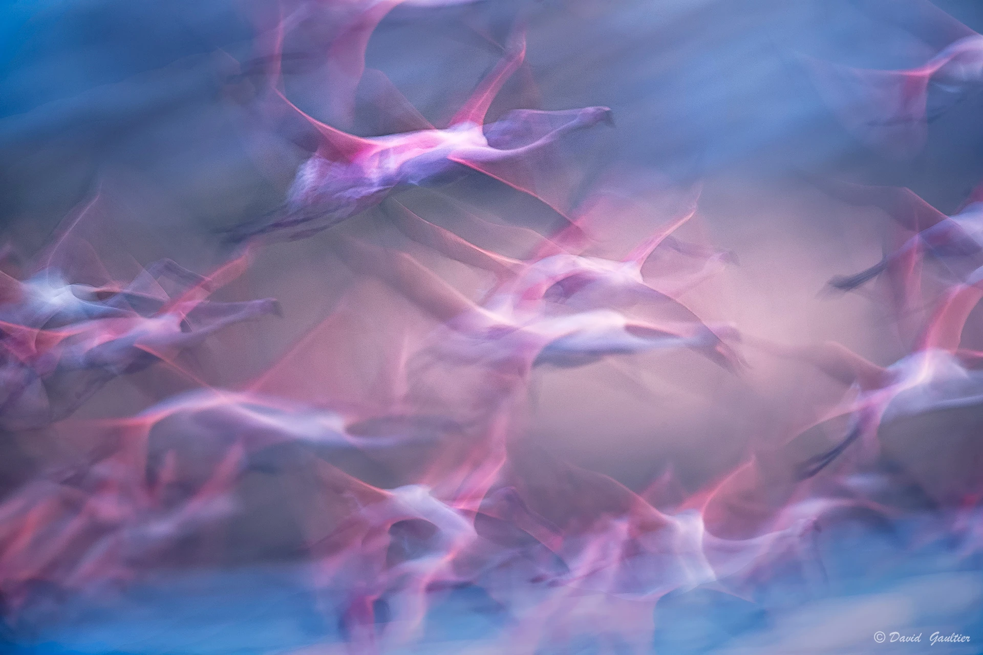 Quand les Rêves Prennent des Ailes