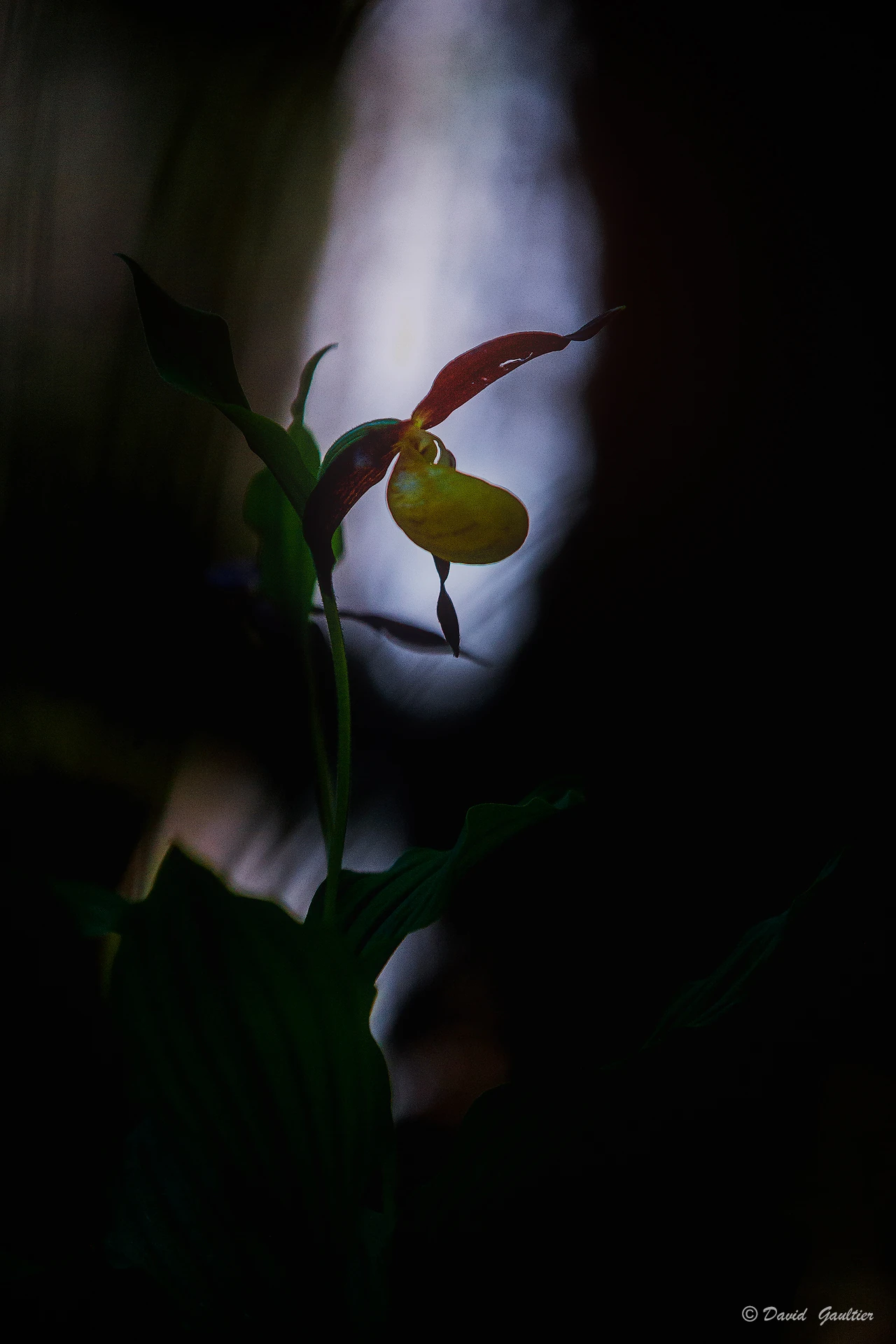 Lanterne dans l'Obscurité
