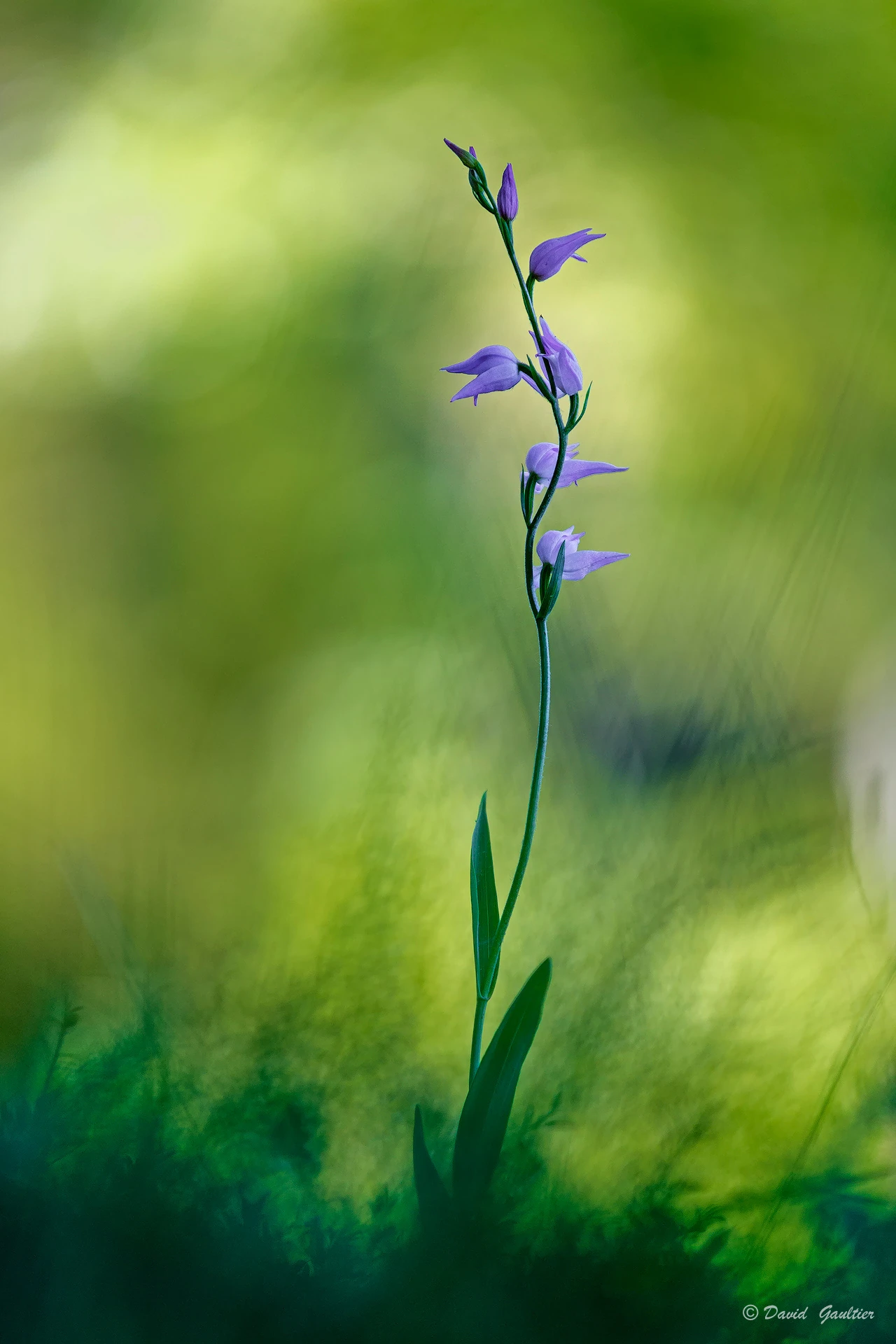 Cloches Mauves