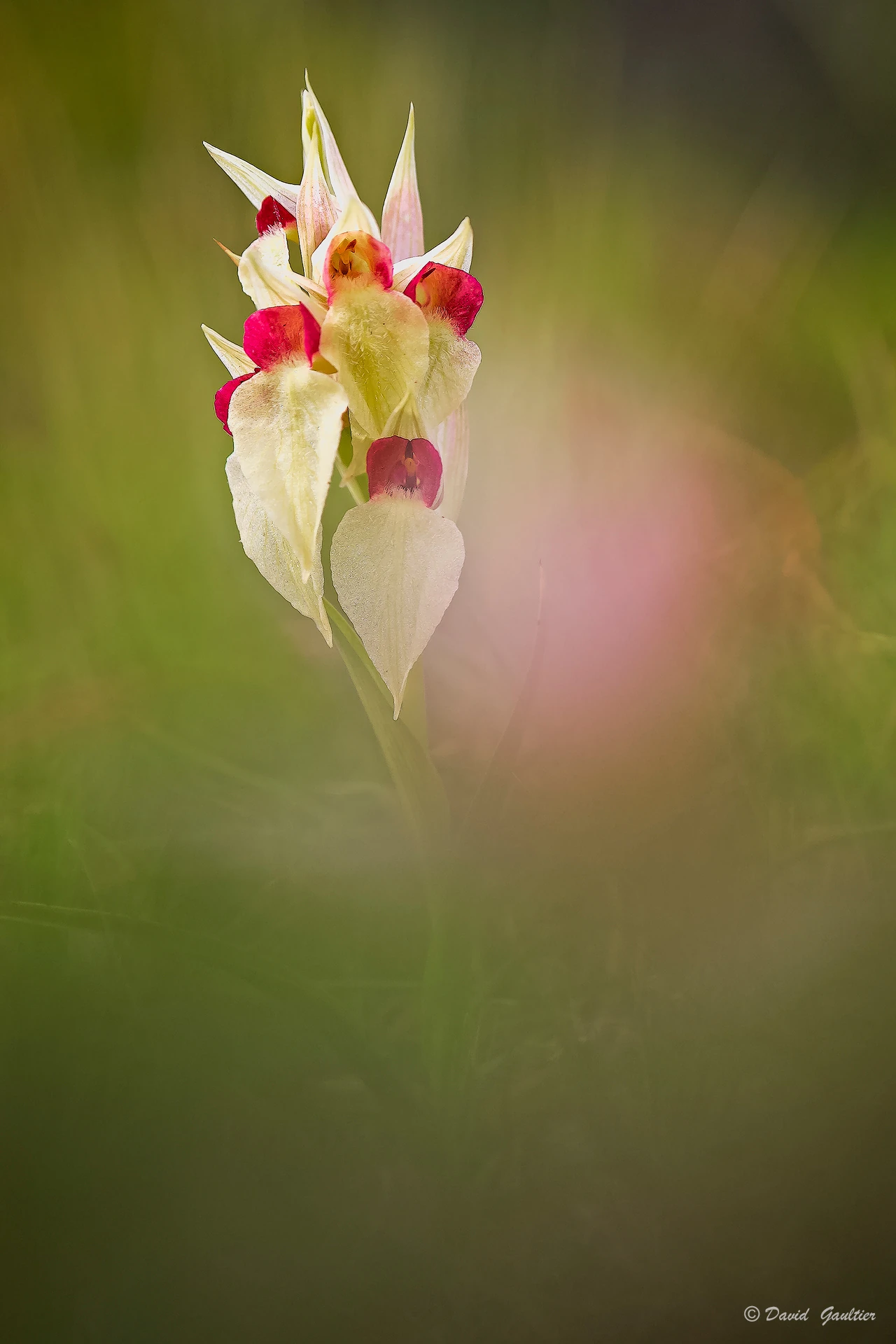Flamme dans les Herbes