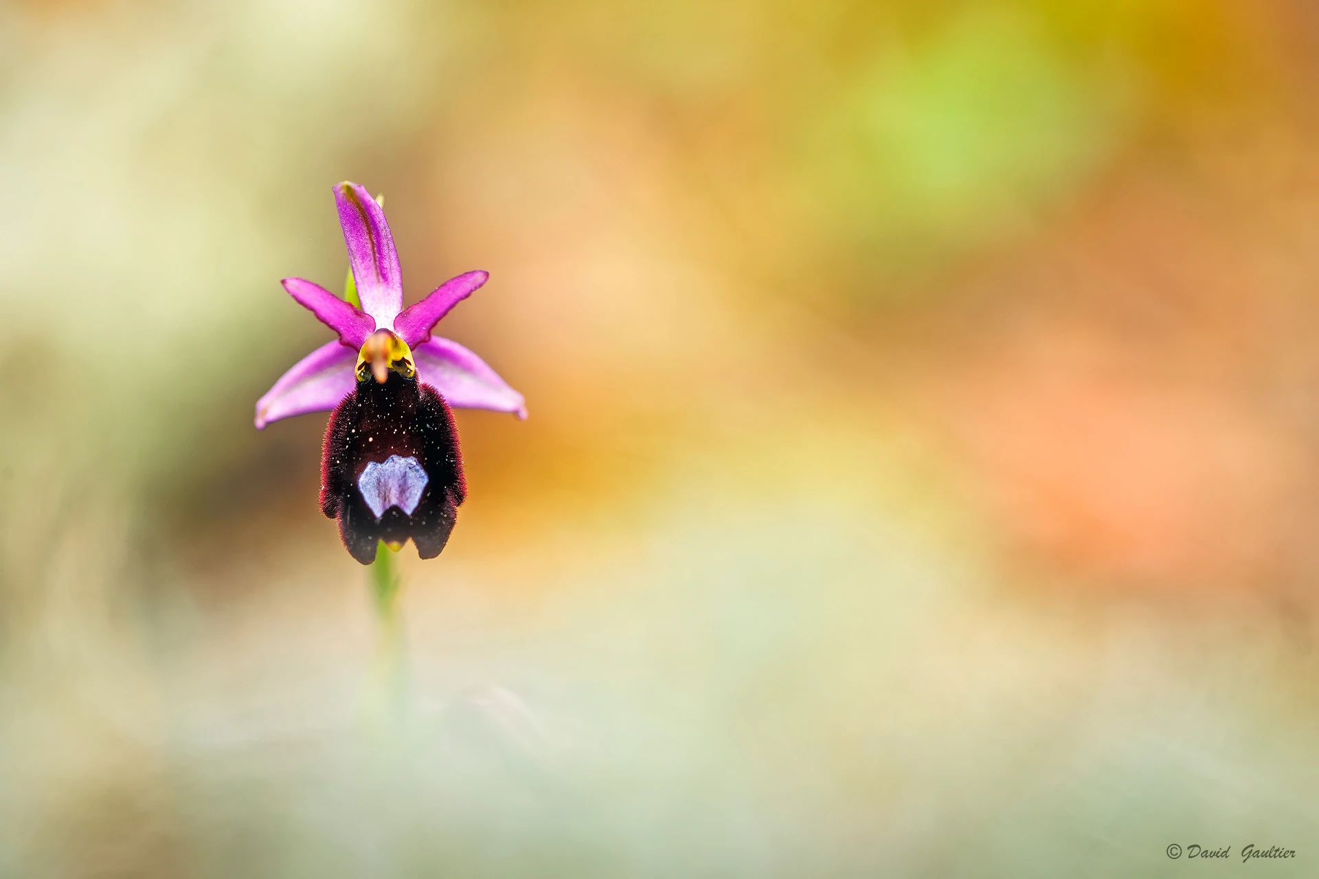 Solitude Pourpre