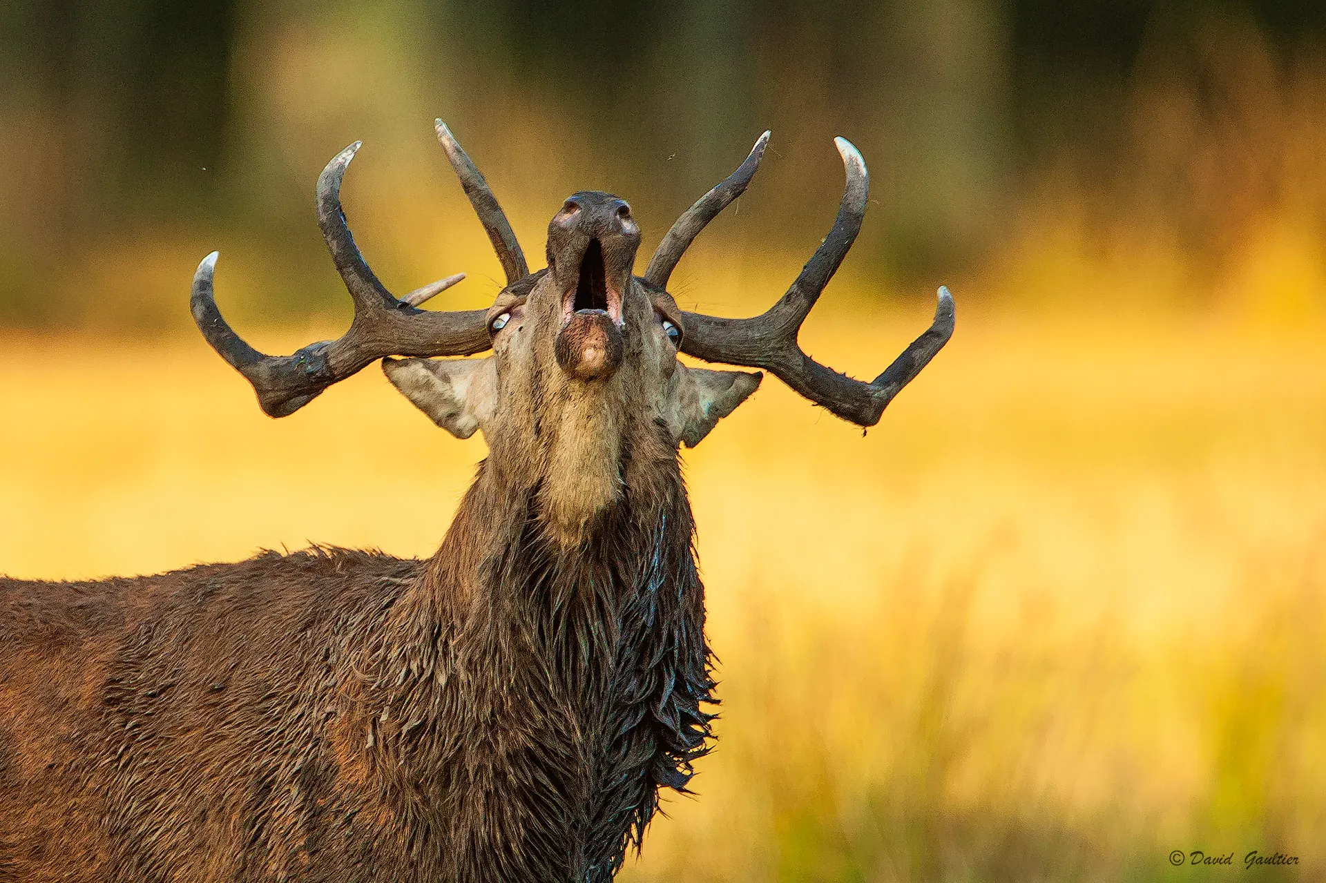 Cerf élaphe bramant en gros plan, tête levée et bois renversés sur le dos, dans la lumière rasante d'une fin d'après-midi d'automne — brame en Sologne — Tonnerre de Sologne