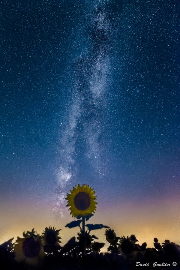 Le Tournesol qui Aimait une Galaxie