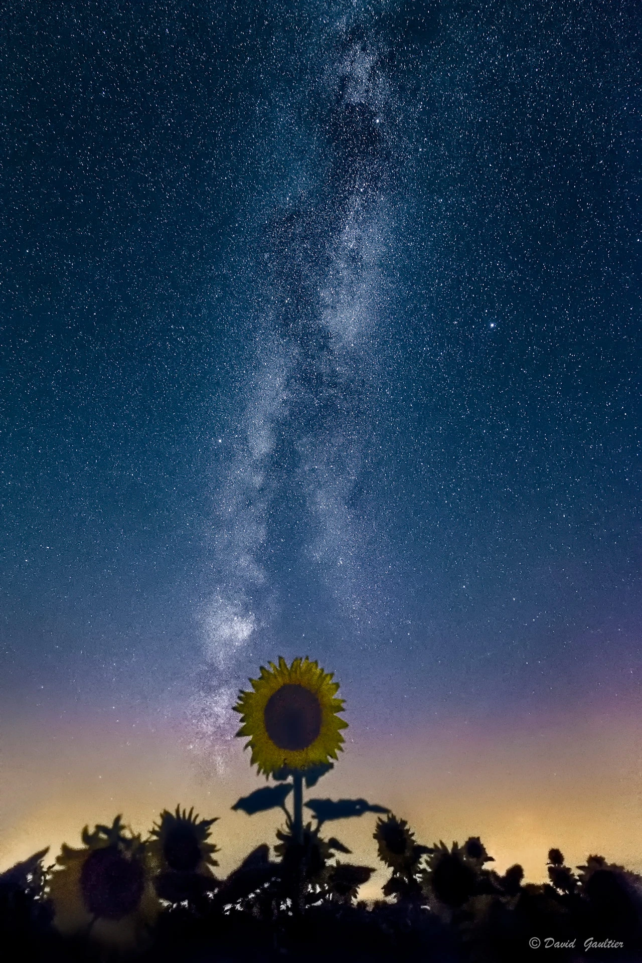 Le Tournesol qui Aimait une Galaxie