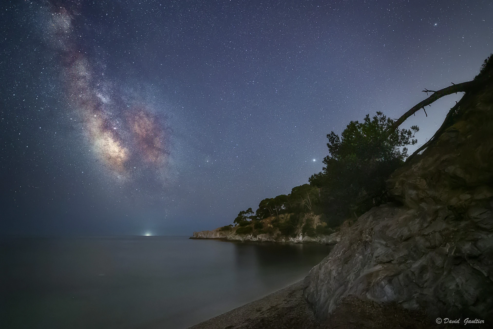 L'Arbre qui Écoutait la Nuit